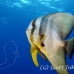 batfish_longfin_lk_h_0705_png1213.jpg
